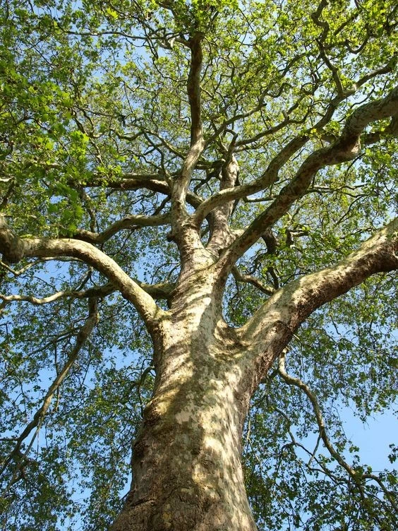 چنار