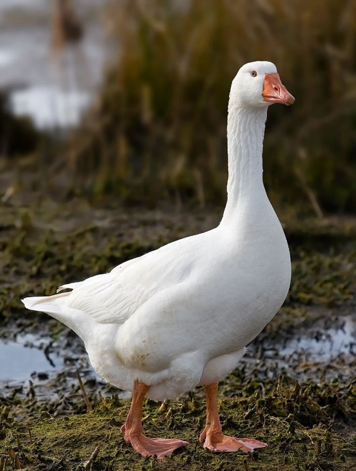 غاز