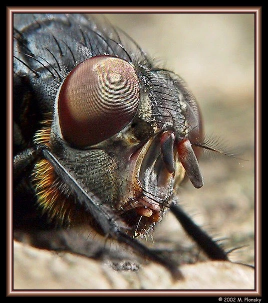 مگس