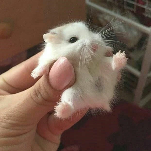 موش